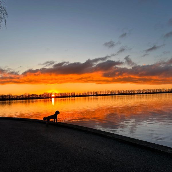 Coaching_Hond_Sunset